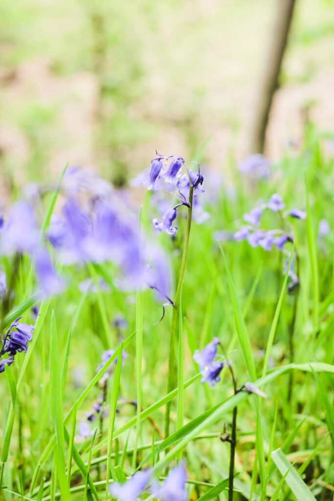 Bluebells at Houghall Woods, Durham