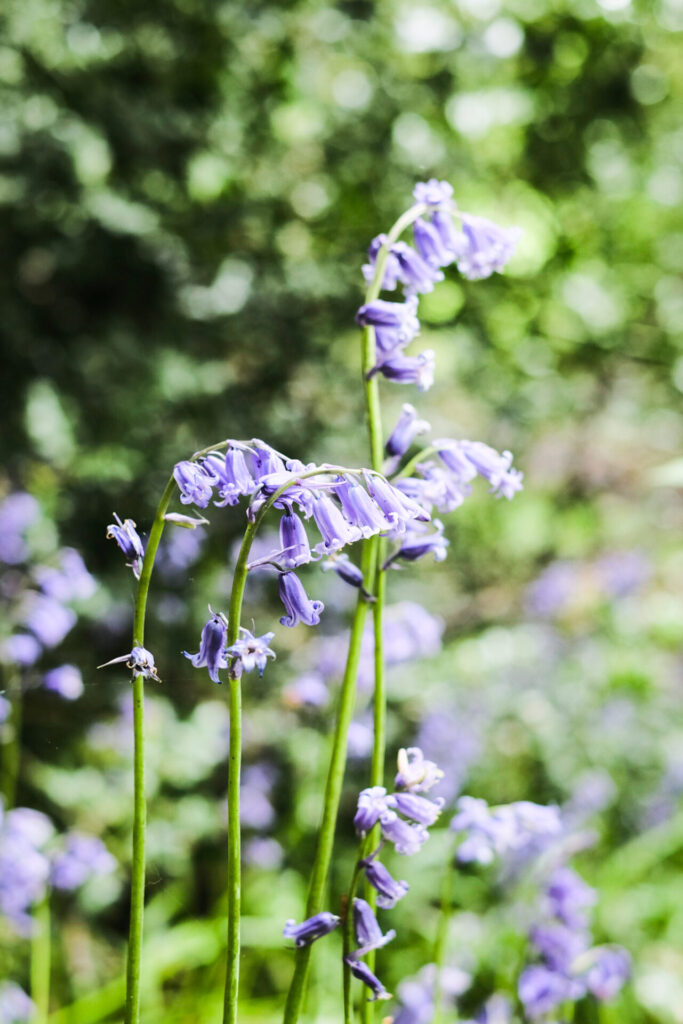 Bluebells at Houghall Woods, Durham