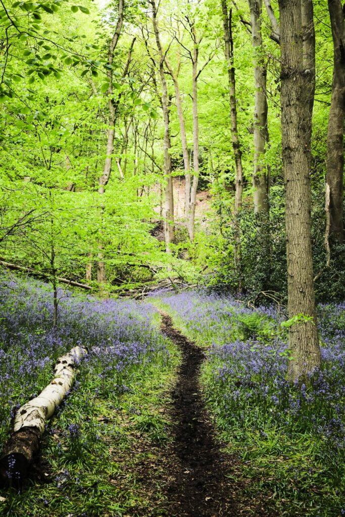 Bluebells at Houghall Woods, Durham