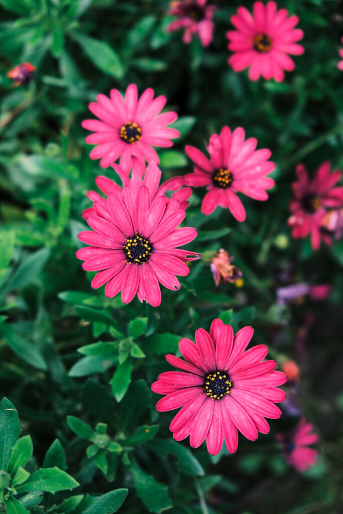 fujifilm jpeg recipe for summer