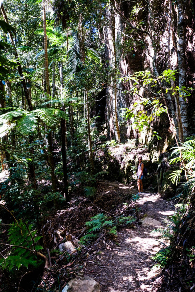 springbrook national park